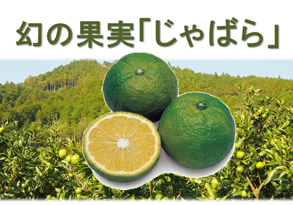 西宮　鍼灸院　和み座がおすすめ　幻の果実「じゃばら」　花粉症に効果あり。 | 西宮で鍼灸院をお探しでしたらはりきゅう和み座のブログをぜひ参考にしてください